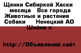 Щенки Сибиркой Хаски 2 месяца - Все города Животные и растения » Собаки   . Ненецкий АО,Шойна п.